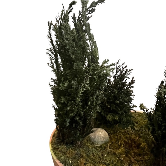 FOREVER GREEN ART Potted Quartet Mini Cypress Tree In‎ Oval Terra Cotta Planter - Picture 10 of 12